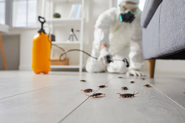 Trusted Termite Control service in Hidden Springs, ID - Nex Pest Control